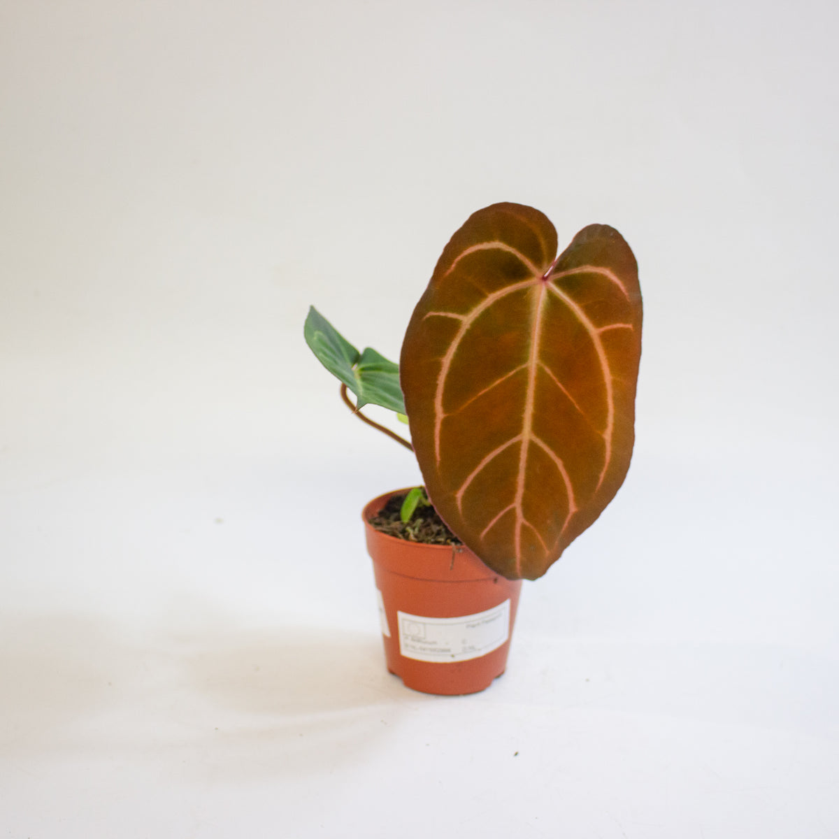Anthurium '(14 x 12) x Wildcard' 9cm H20cm