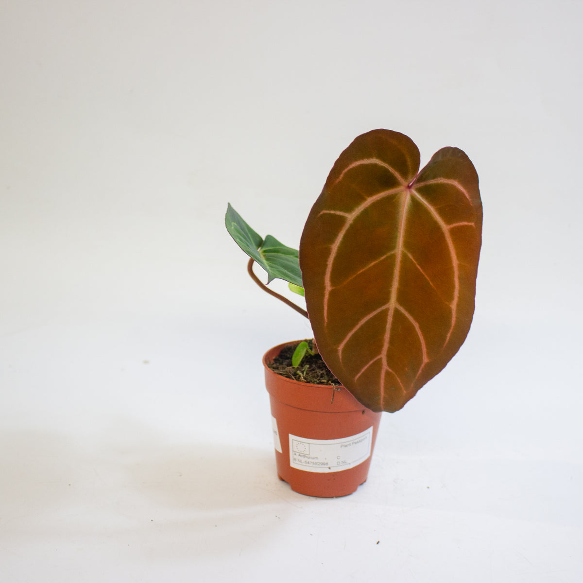 Anthurium '(14 x 12) x Wildcard' 9cm H20cm