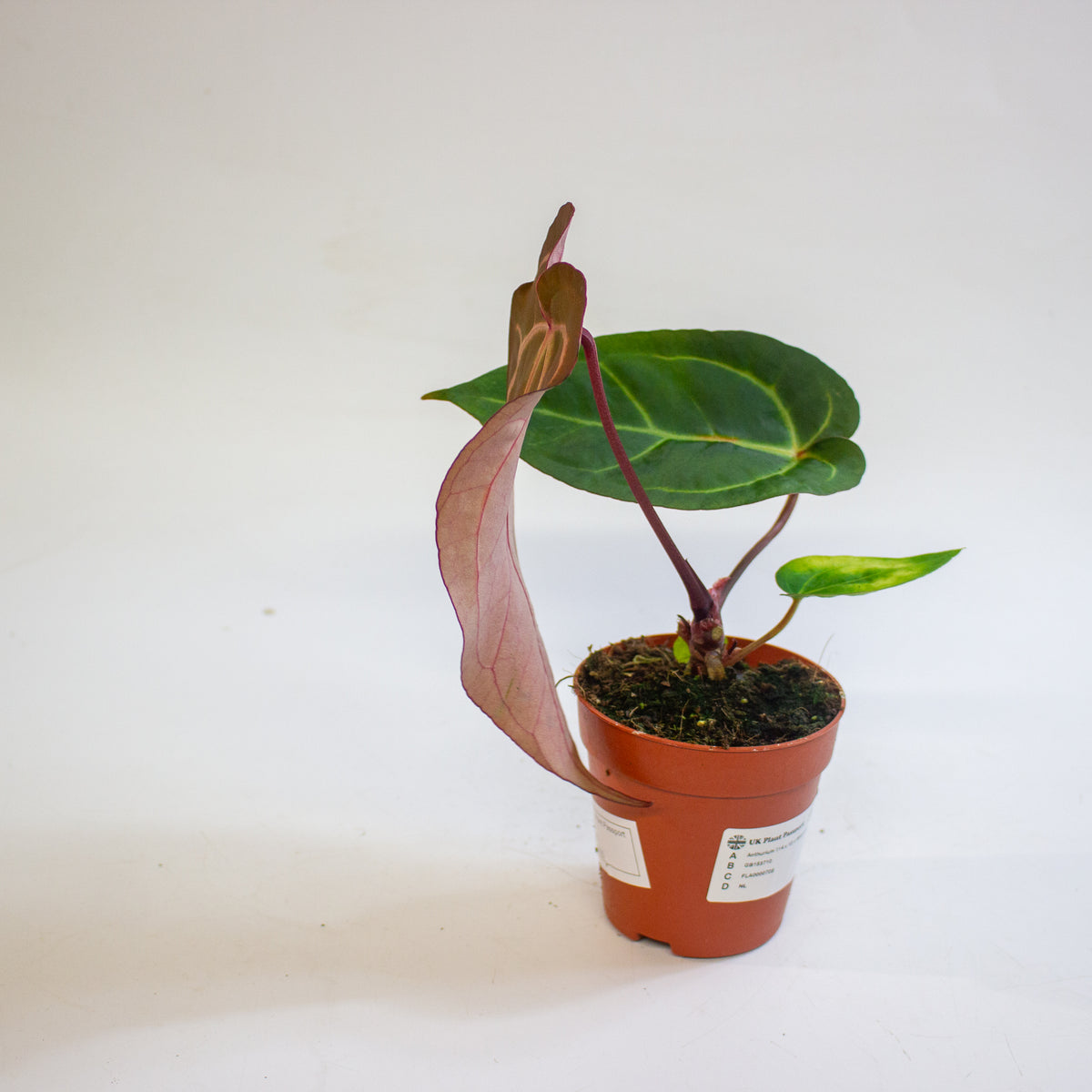 Anthurium '(14 x 12) x Wildcard' 9cm H20cm