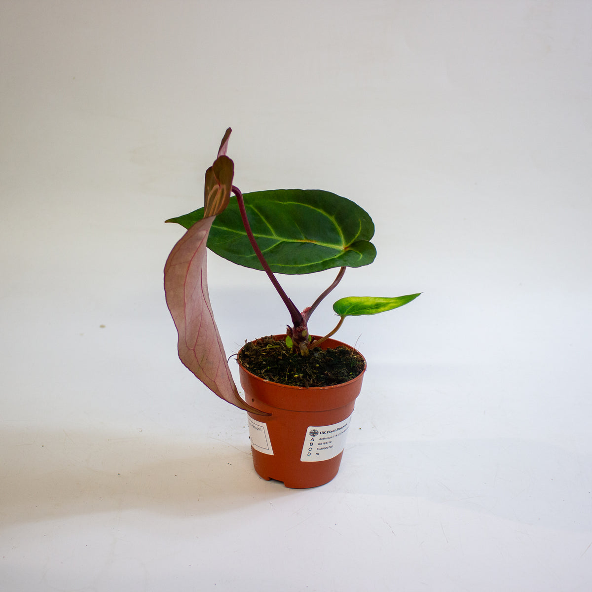Anthurium '(14 x 12) x Wildcard' 9cm H20cm