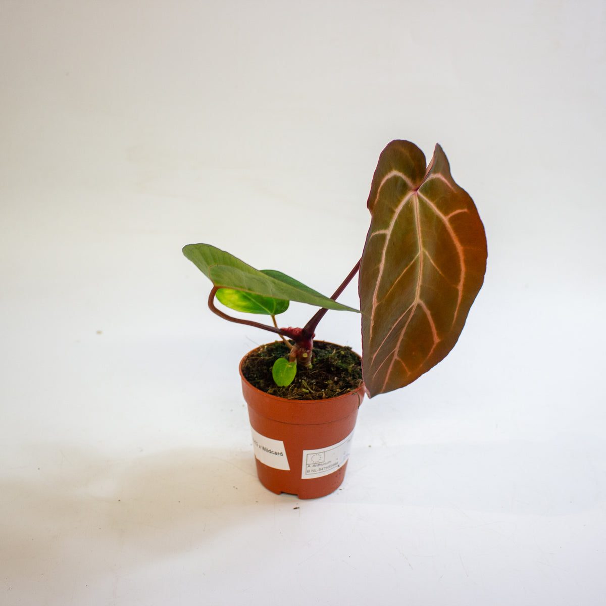 Anthurium '(14 x 12) x Wildcard' 9cm H20cm