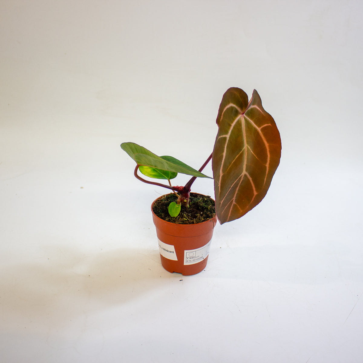 Anthurium '(14 x 12) x Wildcard' 9cm H20cm