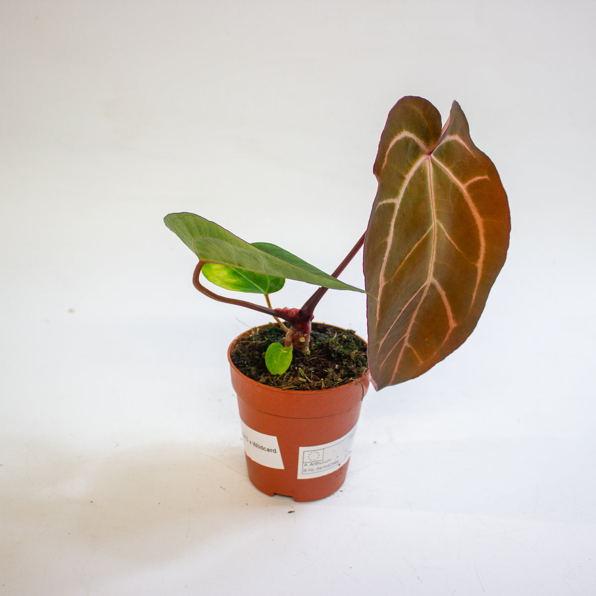 Anthurium '(14 x 12) x Wildcard' 9cm H20cm
