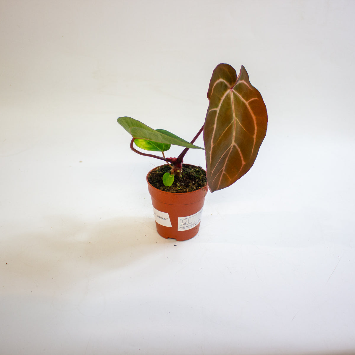 Anthurium '(14 x 12) x Wildcard' 9cm H20cm
