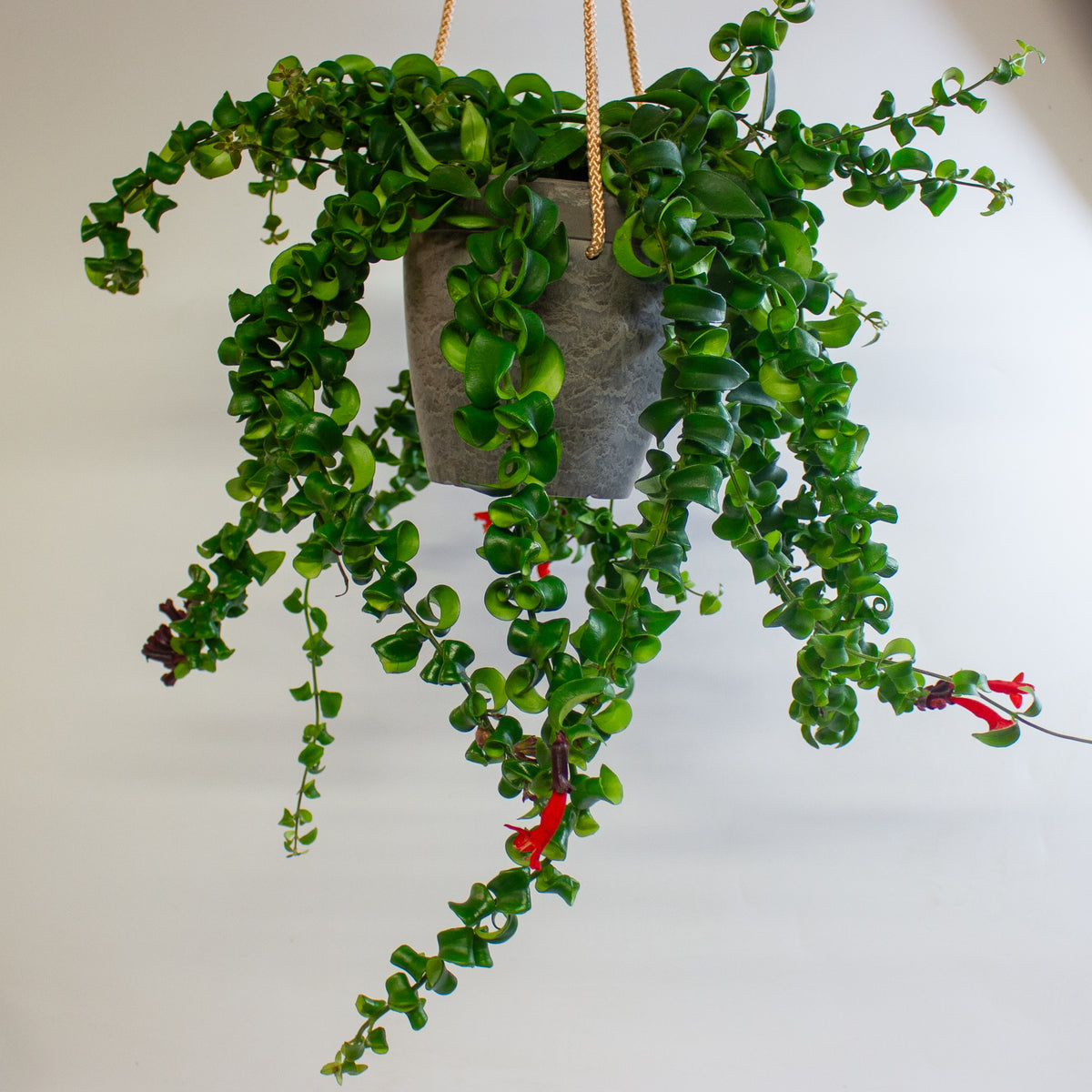 Aeschynanthus 'Rasta' 15cm H45 - 55cm