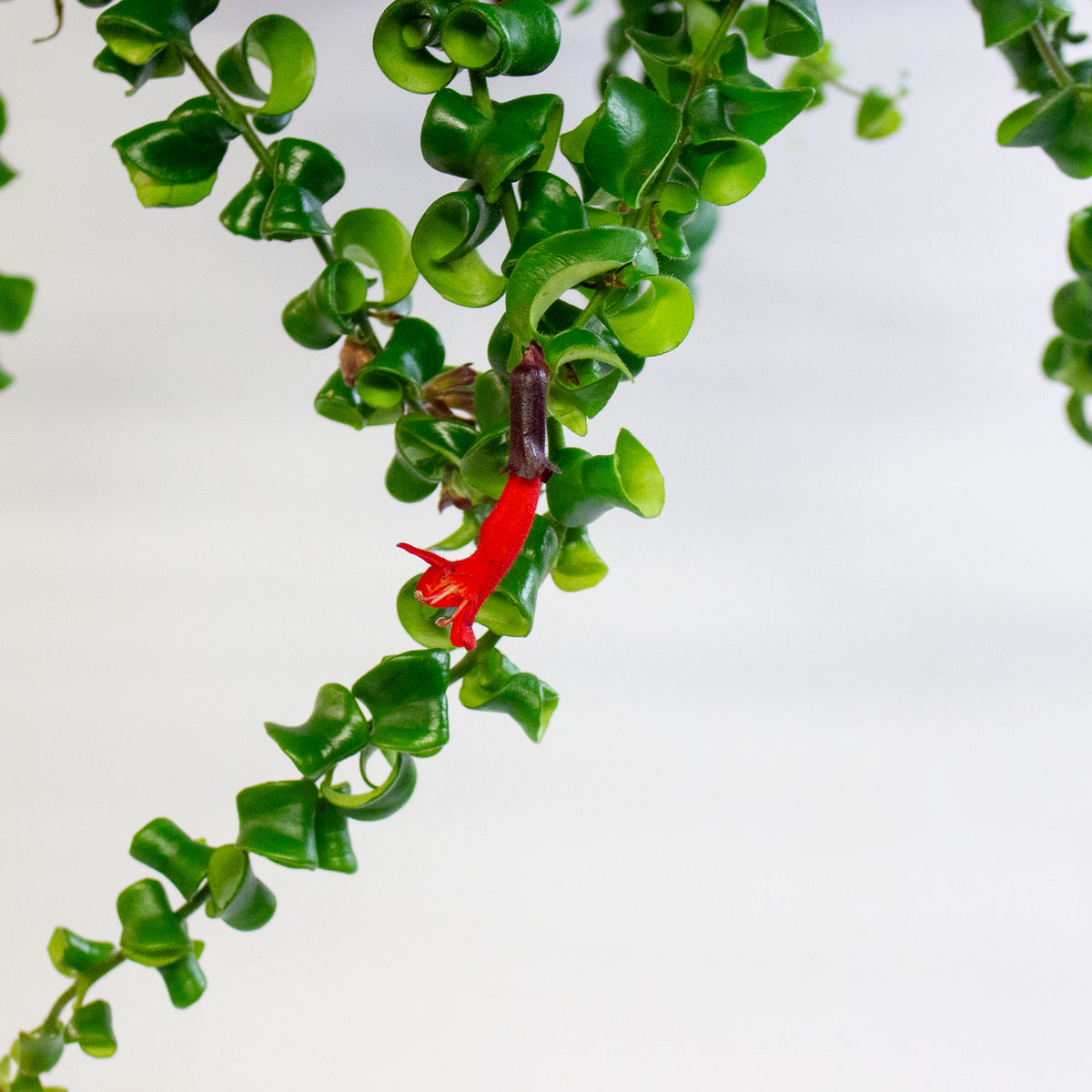 Aeschynanthus 'Rasta' 15cm H45 - 55cm