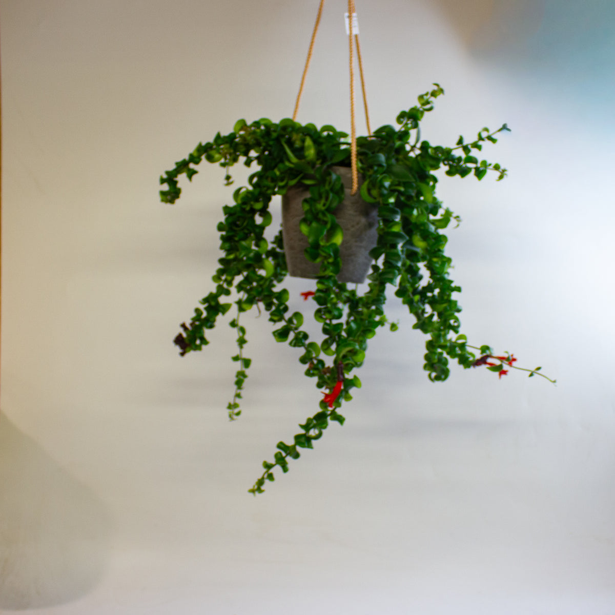 Aeschynanthus 'Rasta' 15cm H45 - 55cm