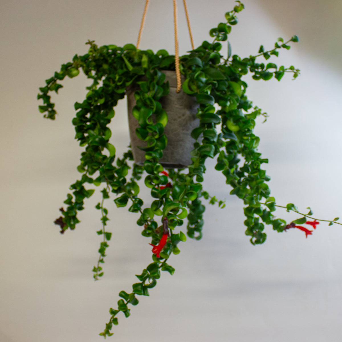 Aeschynanthus 'Rasta' 15cm H45 - 55cm