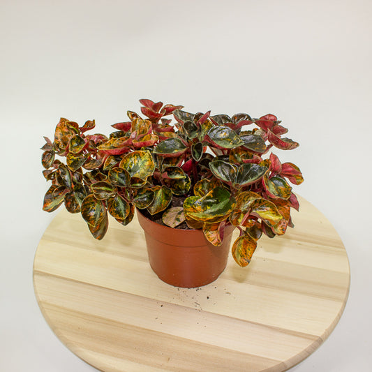 Peperomia caperata 'Crème Brulee' 12cm H20cm