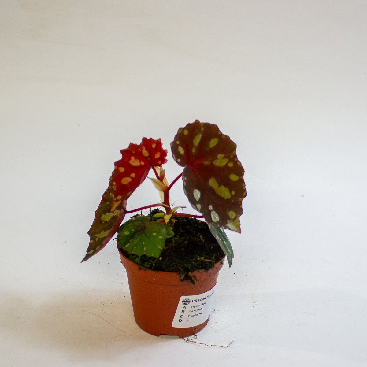 Begonia 'Betsi' 8cm H12cm