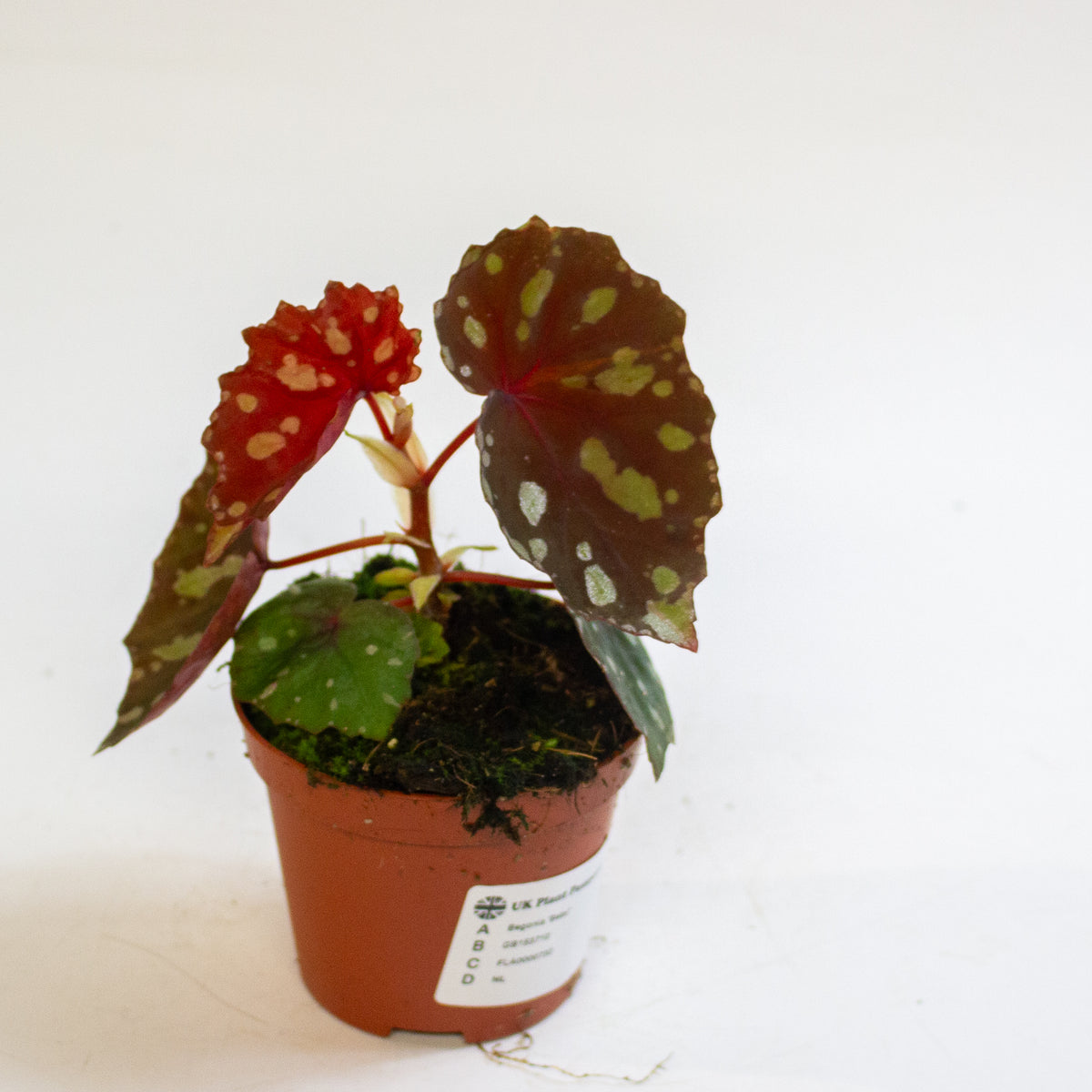 Begonia 'Betsi' 8cm H12cm