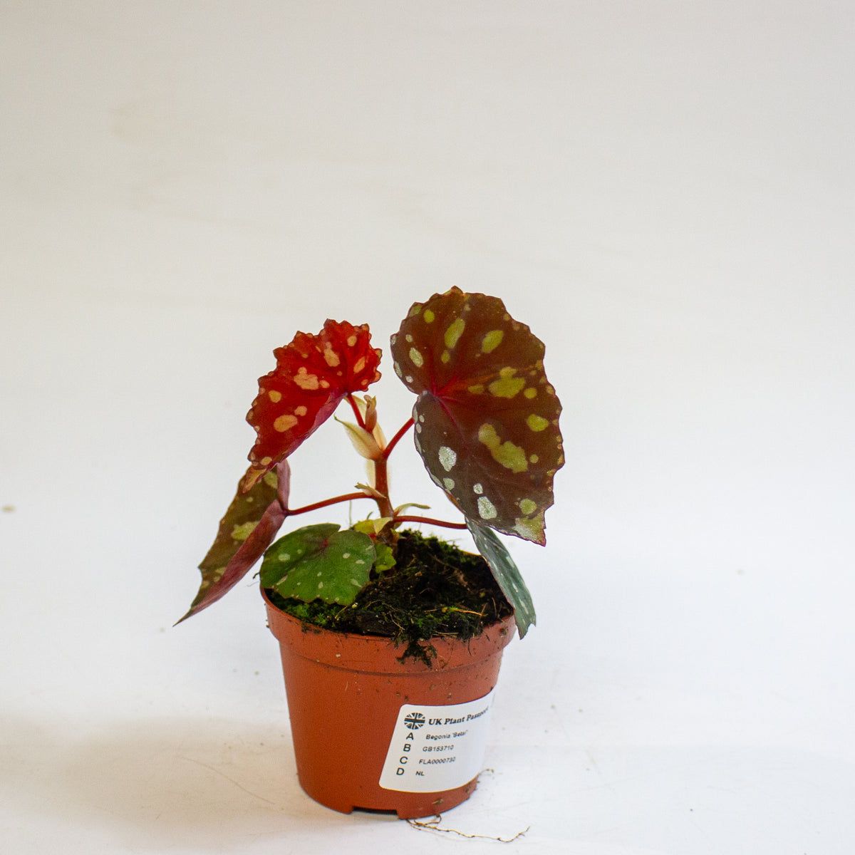 Begonia 'Betsi' 8cm H12cm
