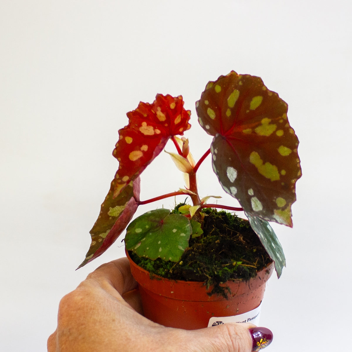 Begonia 'Betsi' 8cm H12cm