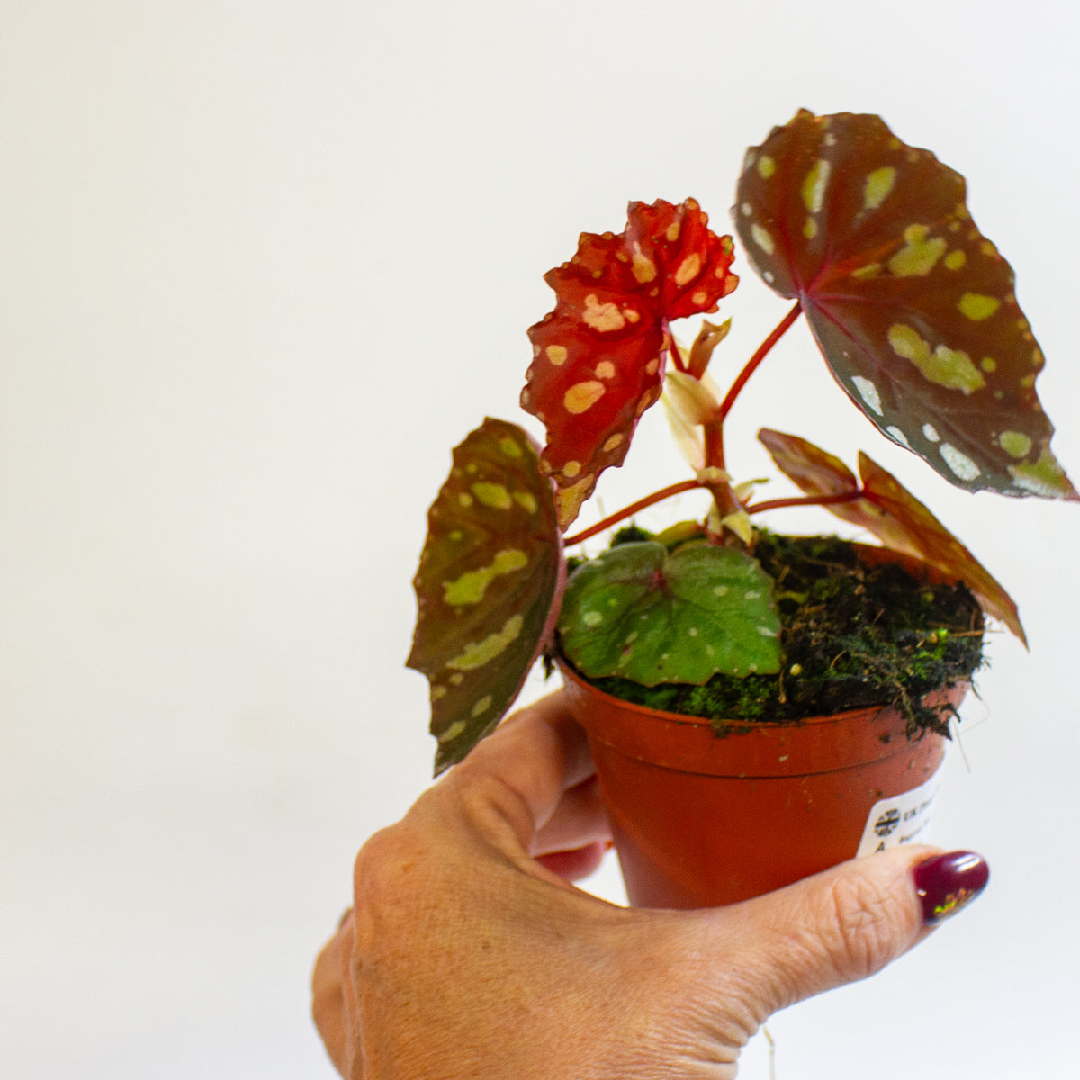 Begonia 'Betsi' 8cm H12cm