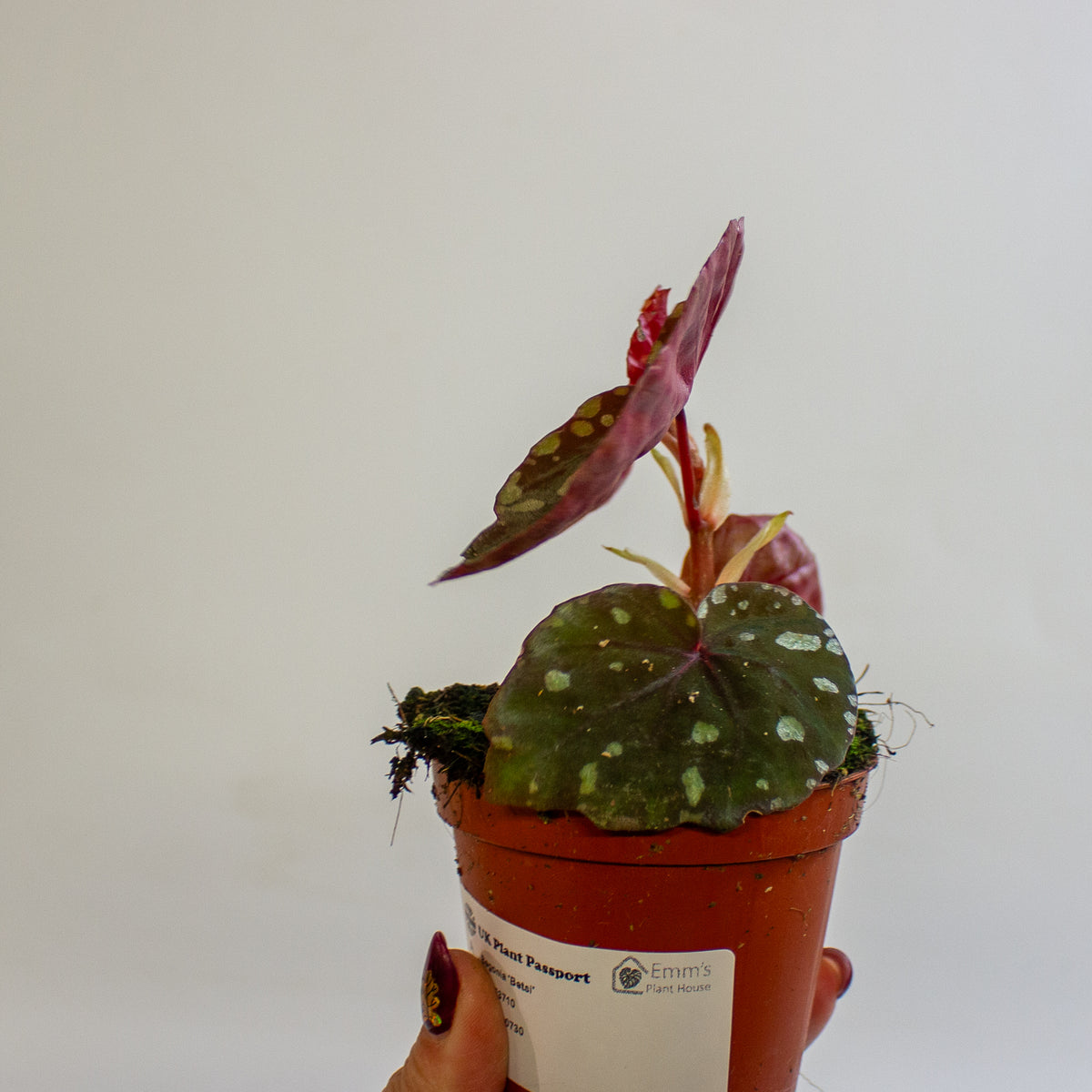 Begonia 'Betsi' 8cm H12cm