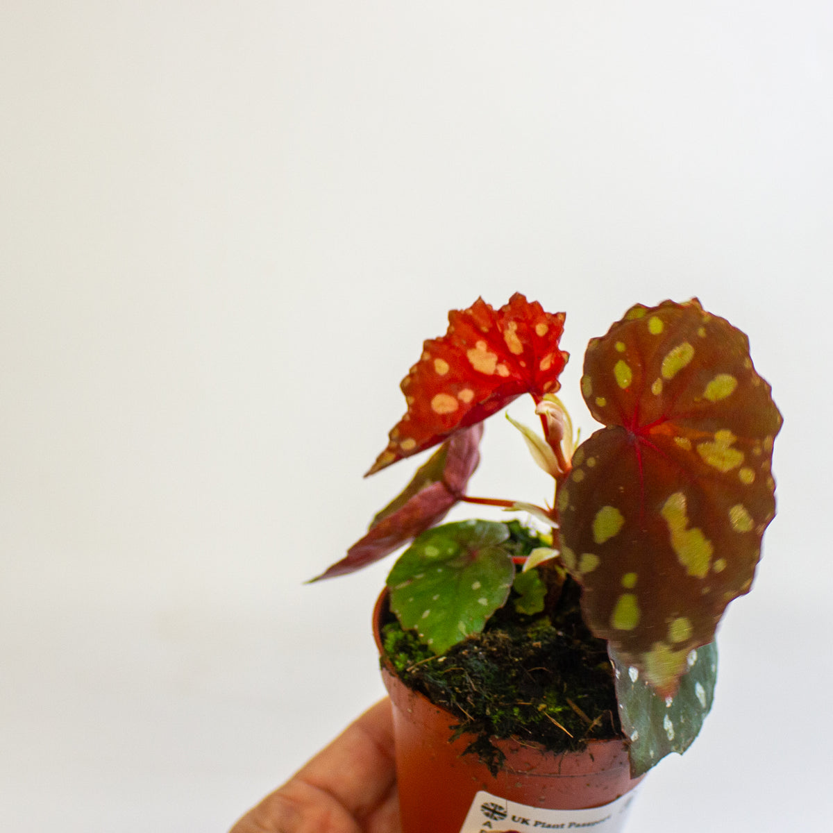 Begonia 'Betsi' 8cm H12cm
