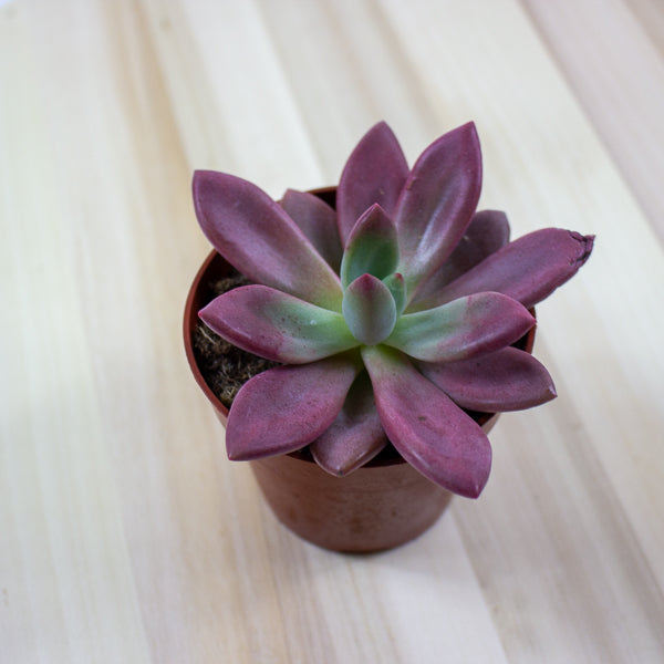 Echeveria agavoides 10cm H12cm
