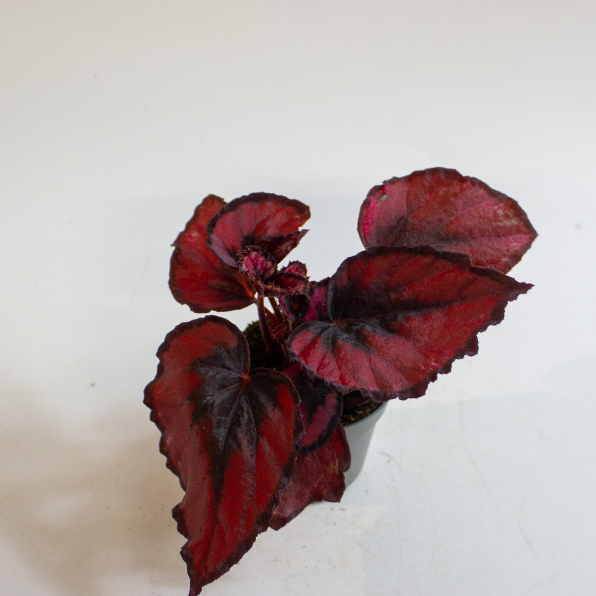 Begonia MAGIC COLOURS RED KISS 6cm H10cm