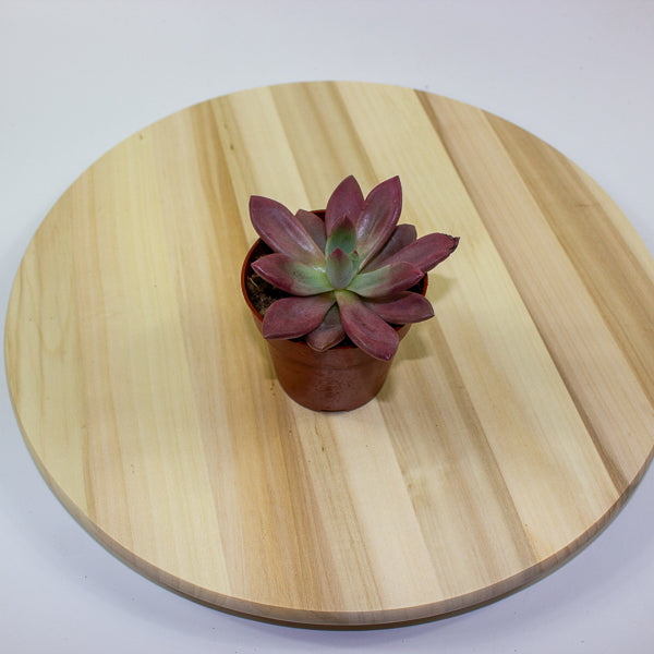 Echeveria agavoides 10cm H12cm