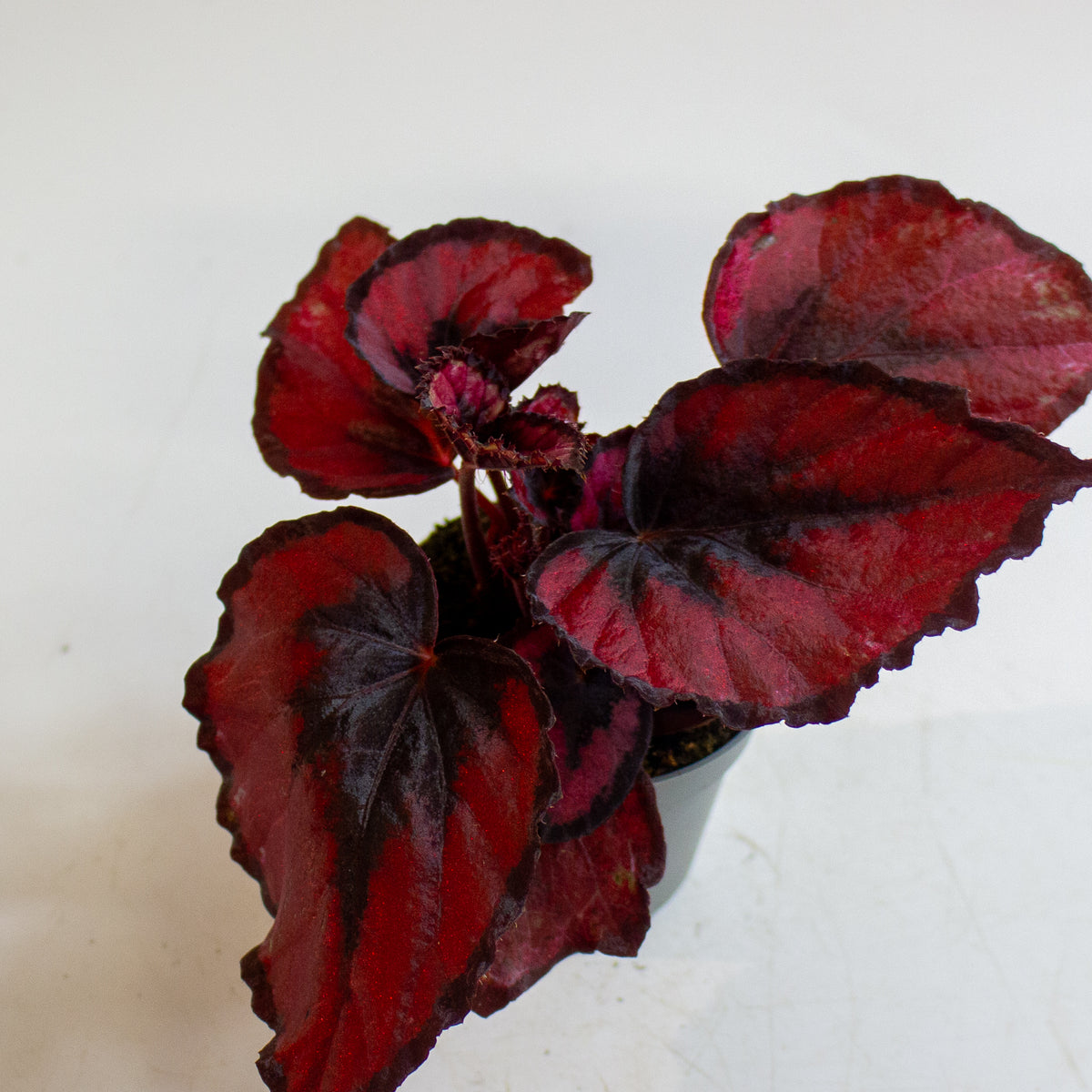 Begonia MAGIC COLOURS RED KISS 6cm H10cm