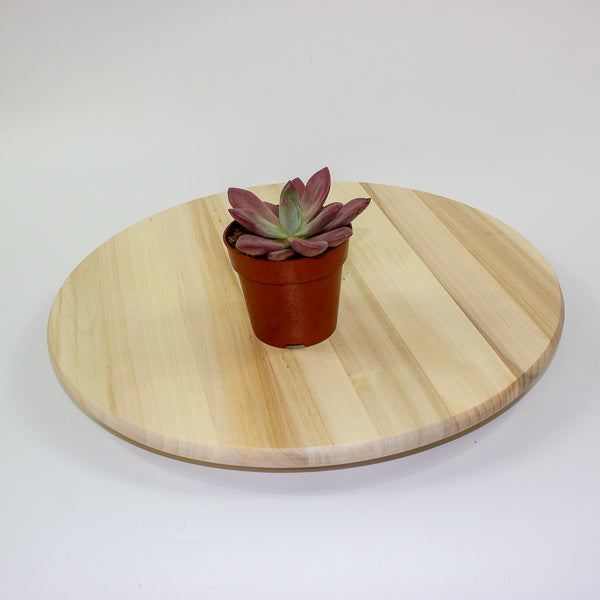 Echeveria agavoides 10cm H12cm