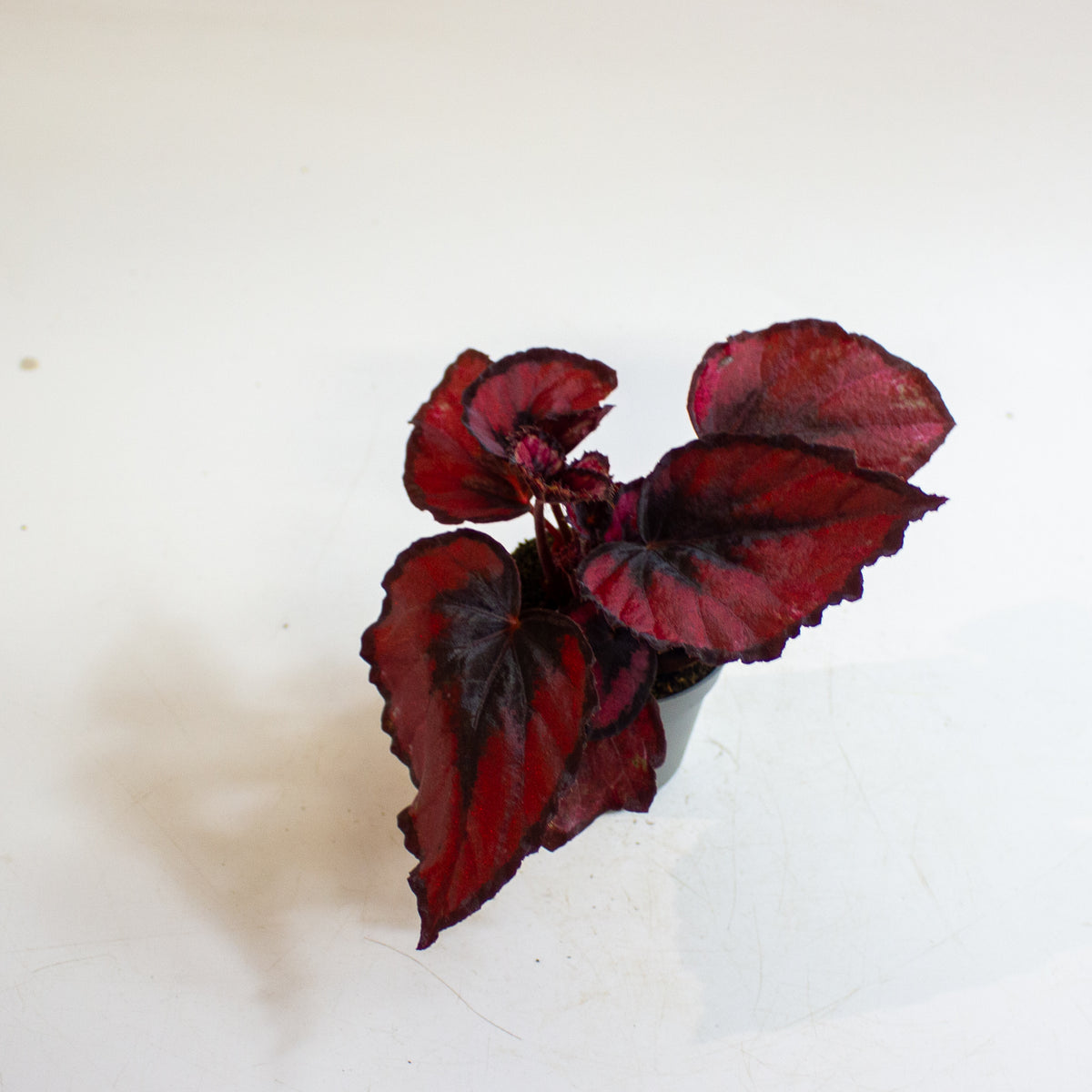 Begonia MAGIC COLOURS RED KISS 6cm H10cm