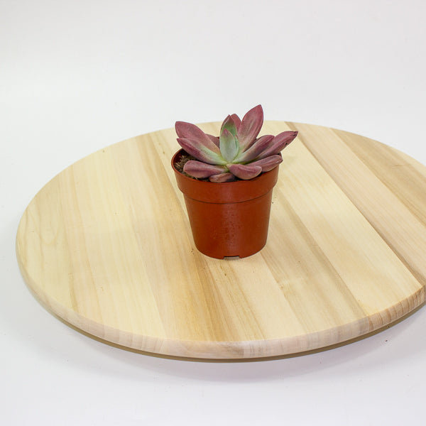 Echeveria agavoides 10cm H12cm