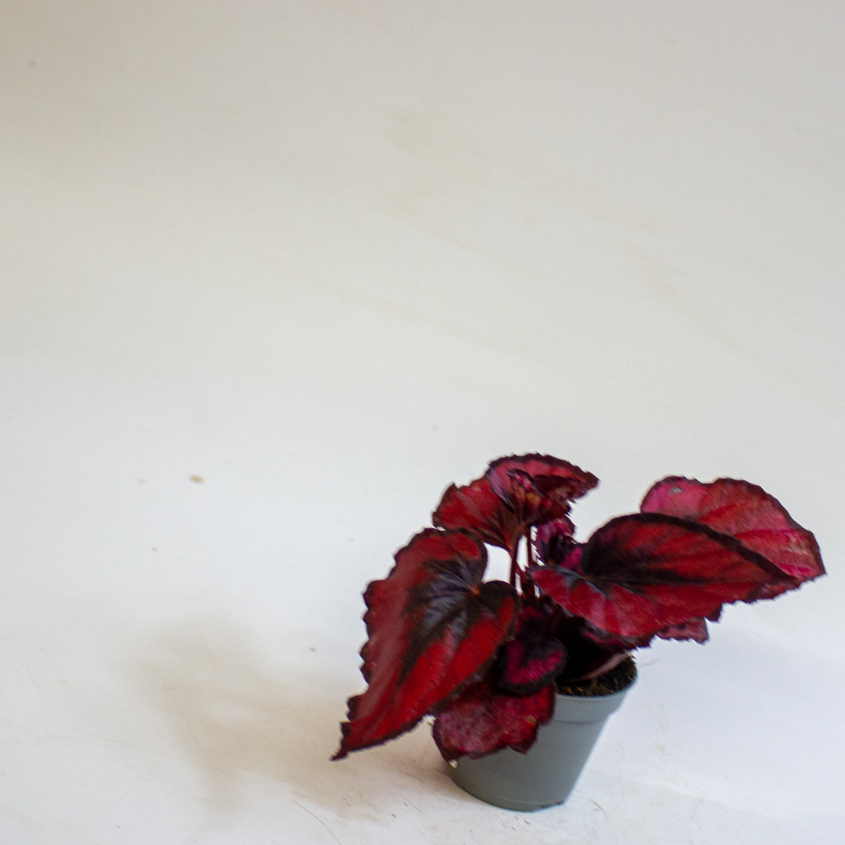 Begonia MAGIC COLOURS RED KISS 6cm H10cm