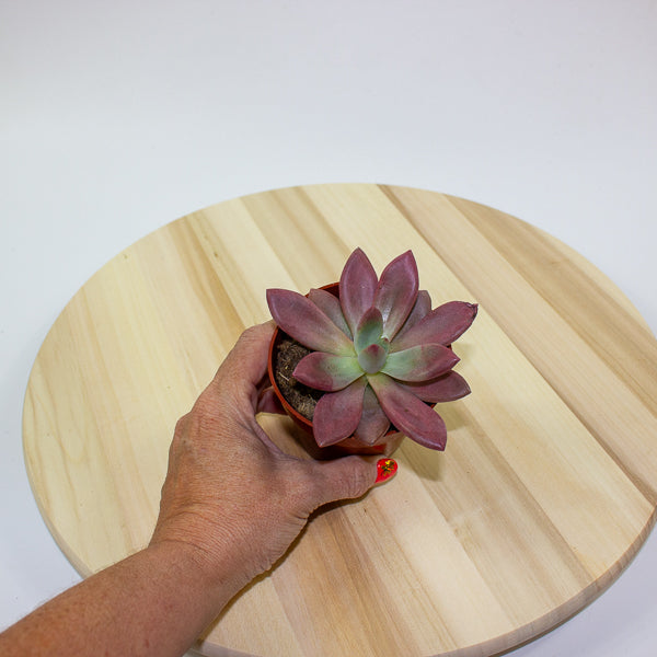 Echeveria agavoides 10cm H12cm