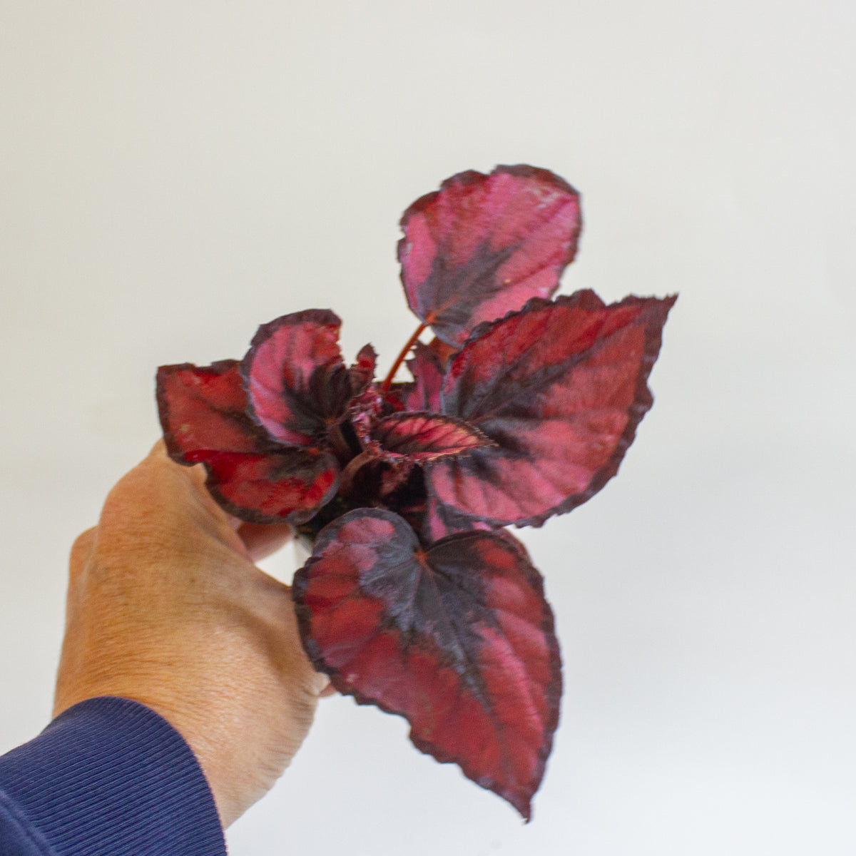 Begonia MAGIC COLOURS RED KISS 6cm H10cm