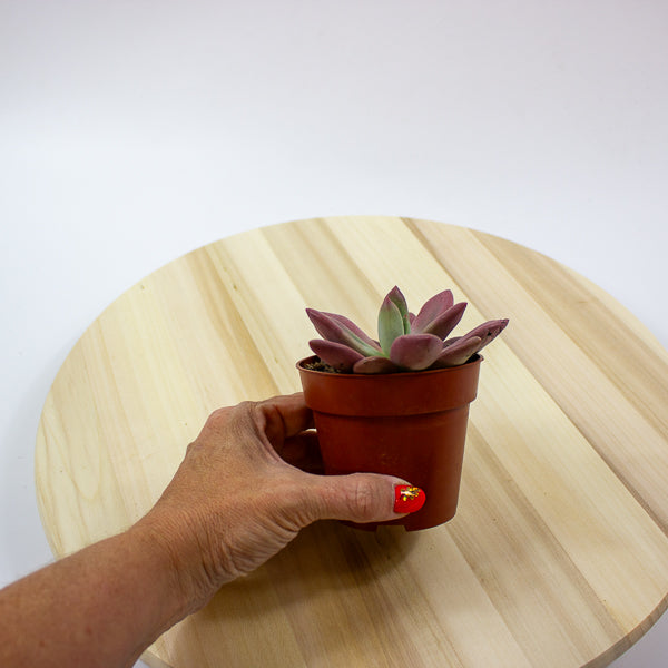 Echeveria agavoides 10cm H12cm