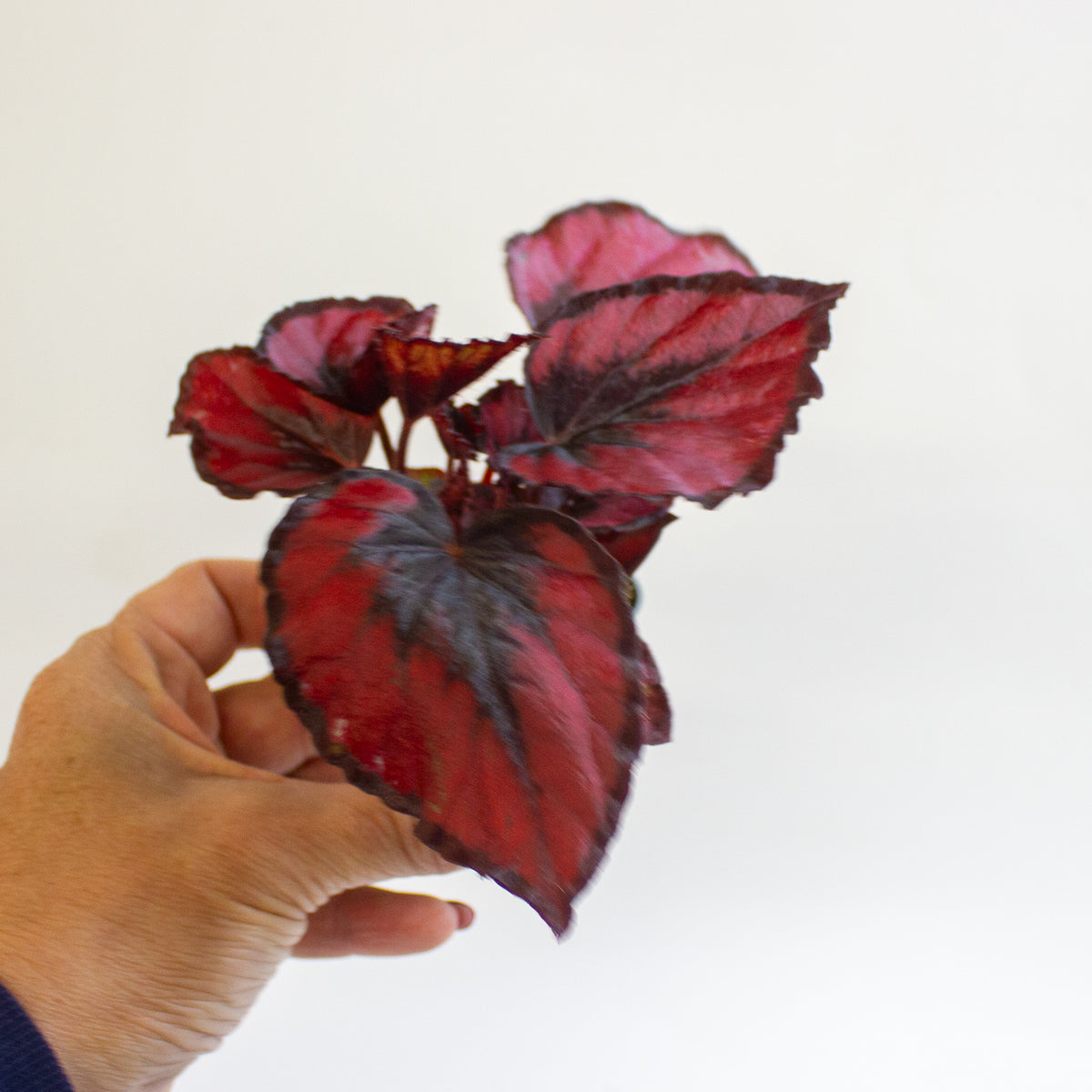 Begonia MAGIC COLOURS RED KISS 6cm H10cm