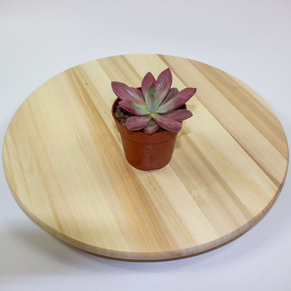 Echeveria agavoides 10cm H12cm