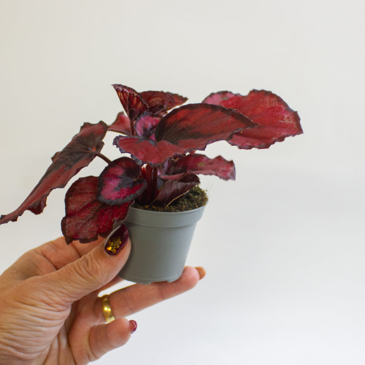 Begonia MAGIC COLOURS RED KISS 6cm H10cm