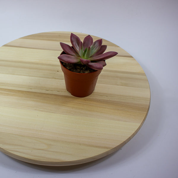 Echeveria agavoides 10cm H12cm