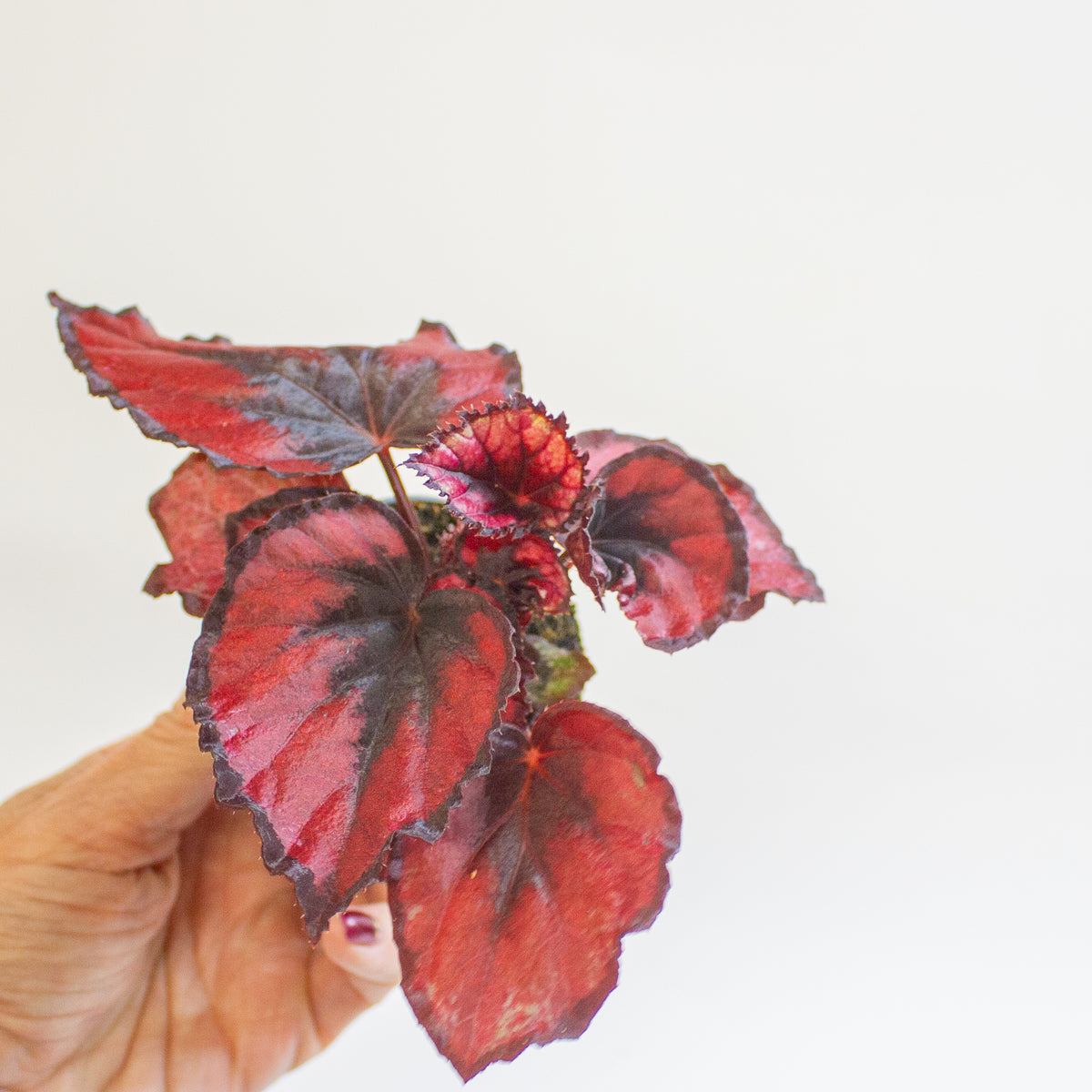 Begonia MAGIC COLOURS RED KISS 6cm H10cm