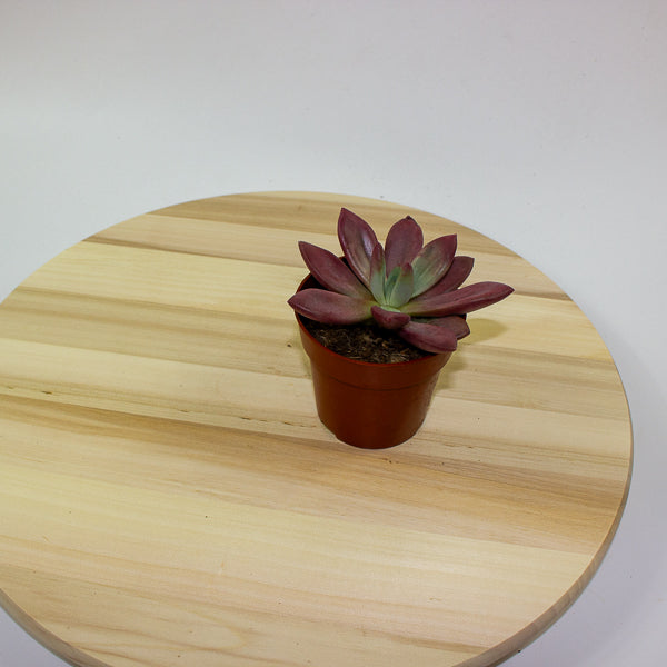 Echeveria agavoides 10cm H12cm