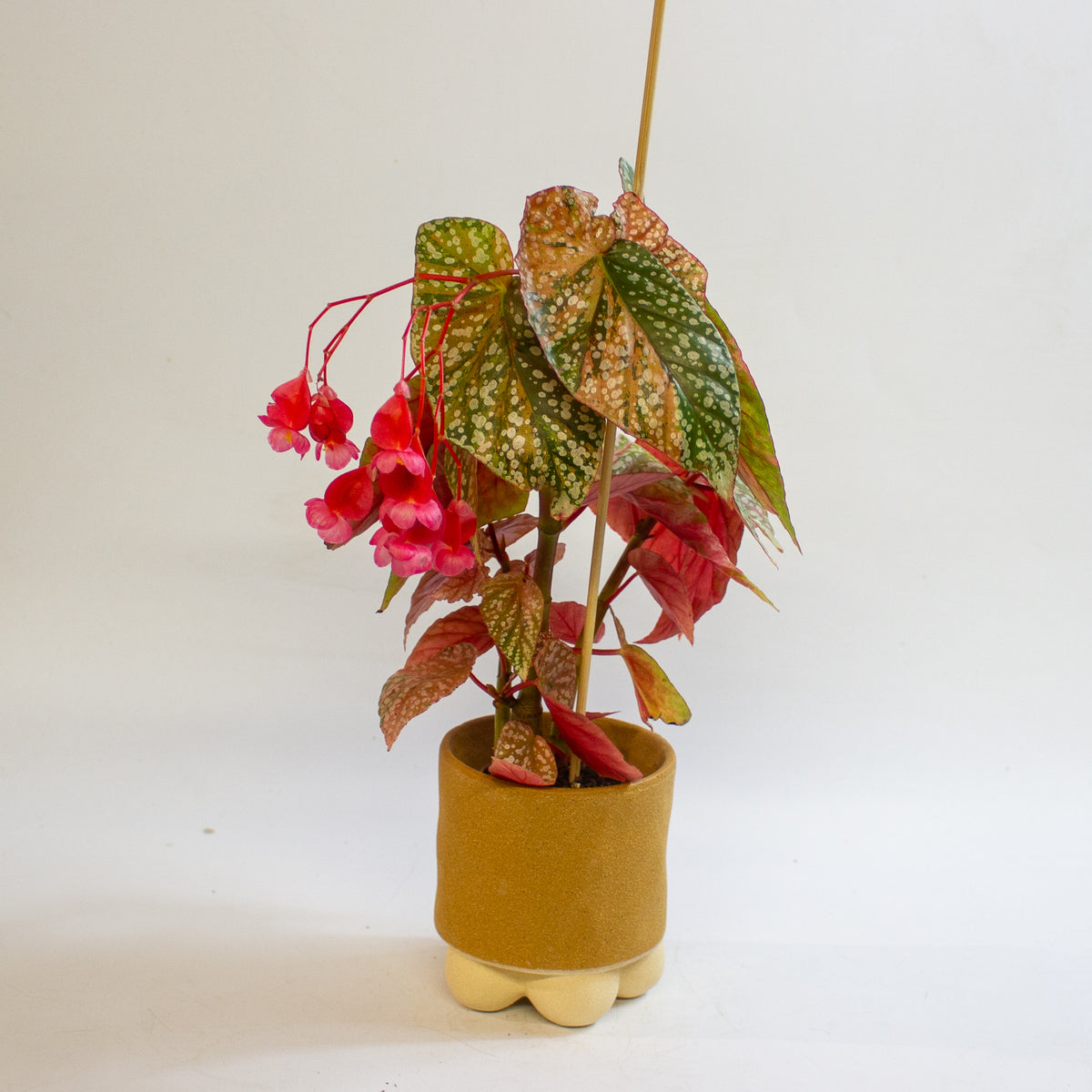 Begonia 'Snowcap Variegata' 7cm H10cm