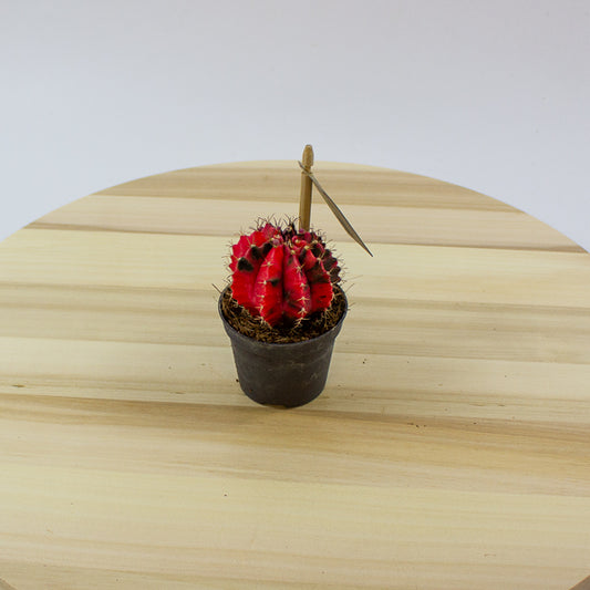 Gymnocalycium mihanovichii Variegata 6cm H10cm