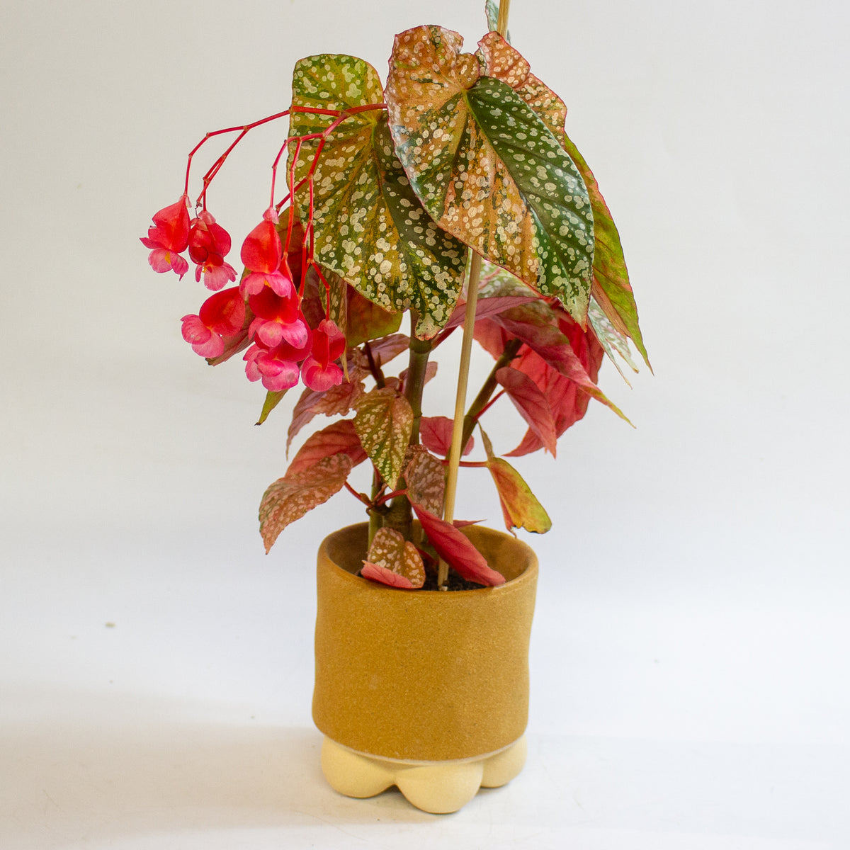 Begonia 'Snowcap Variegata' 7cm H10cm