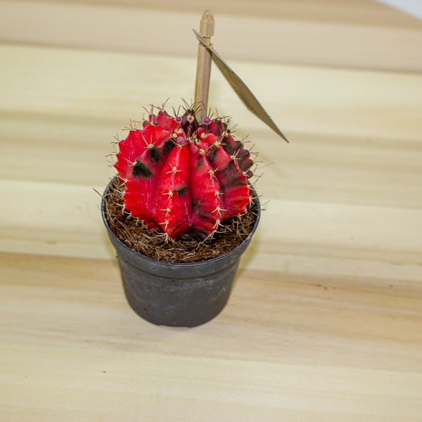 Gymnocalycium mihanovichii Variegata 6cm H10cm