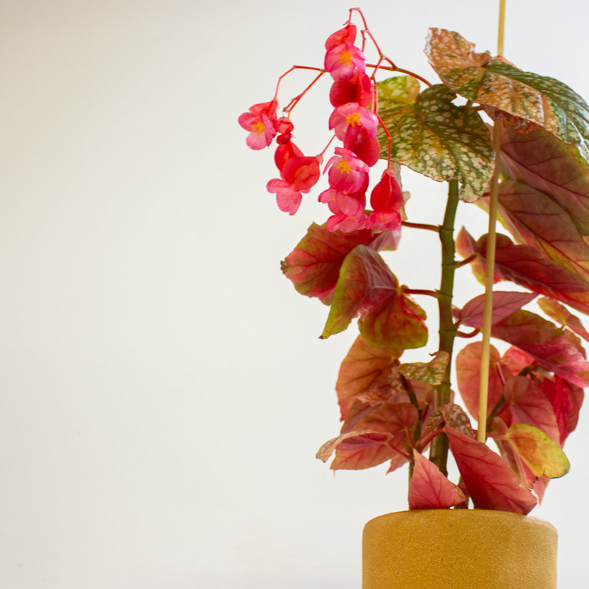 Begonia 'Snowcap Variegata' 7cm H10cm