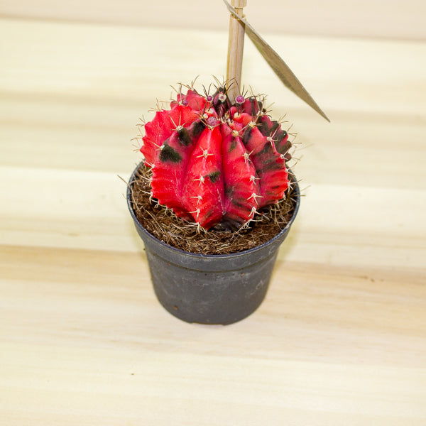 Gymnocalycium mihanovichii Variegata 6cm H10cm