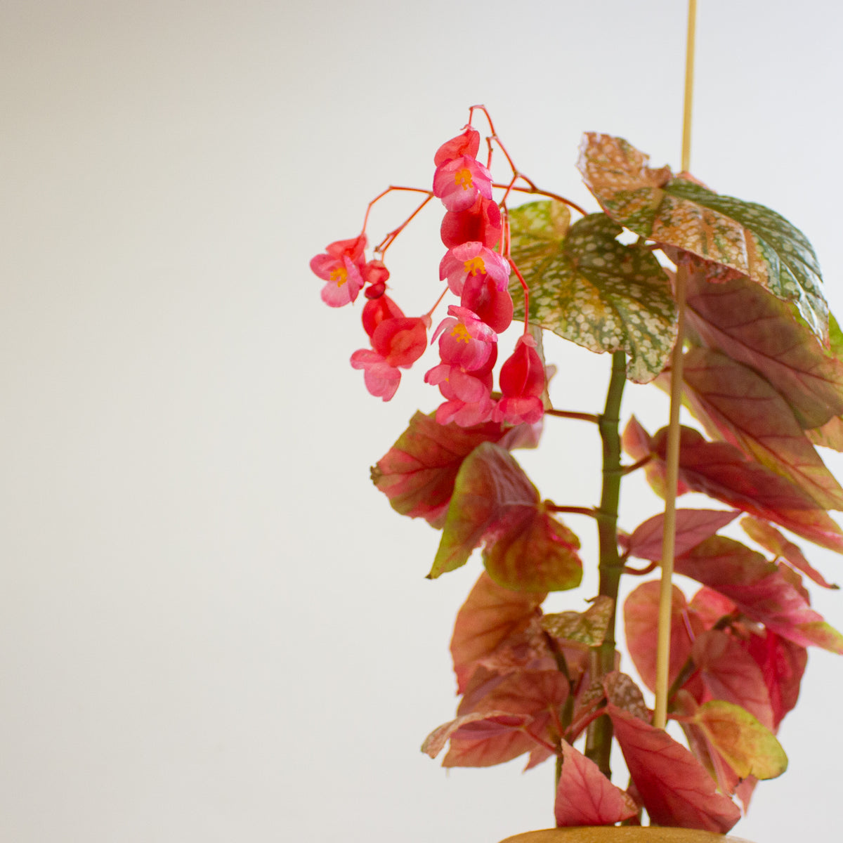 Begonia 'Snowcap Variegata' 7cm H10cm
