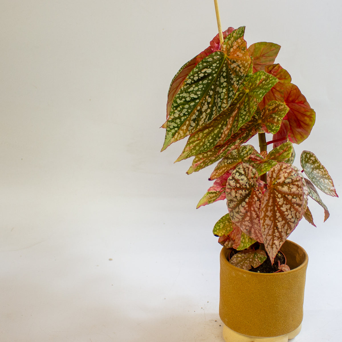 Begonia 'Snowcap Variegata' 7cm H10cm