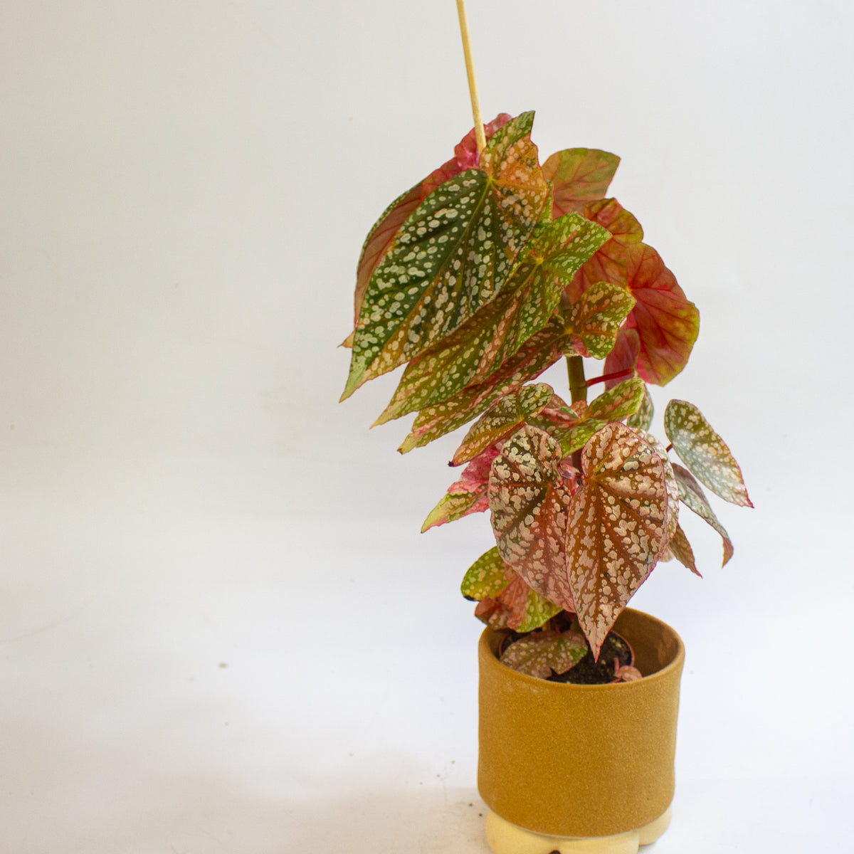 Begonia 'Snowcap Variegata' 7cm H10cm