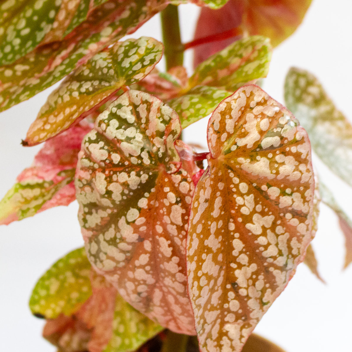 Begonia 'Snowcap Variegata' 7cm H10cm
