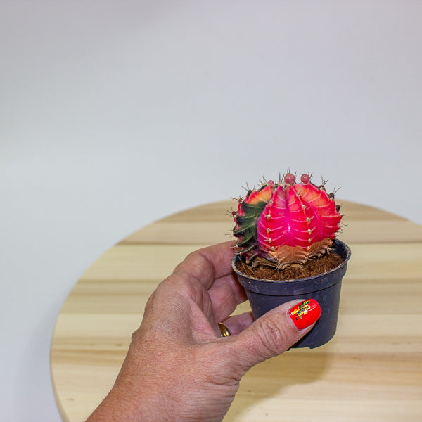Gymnocalycium mihanovichii Variegata 6cm H10cm