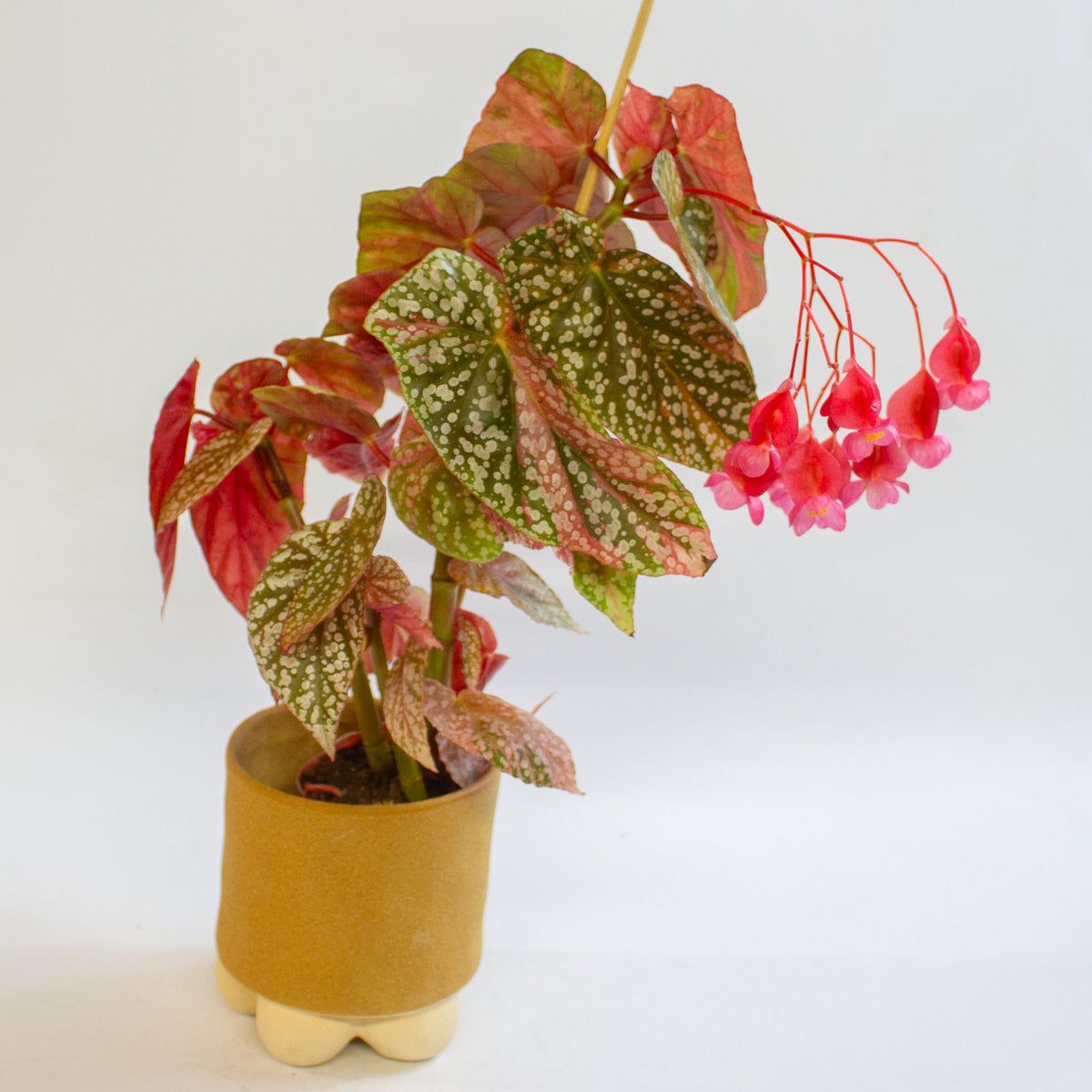 Begonia 'Snowcap Variegata' 7cm H10cm
