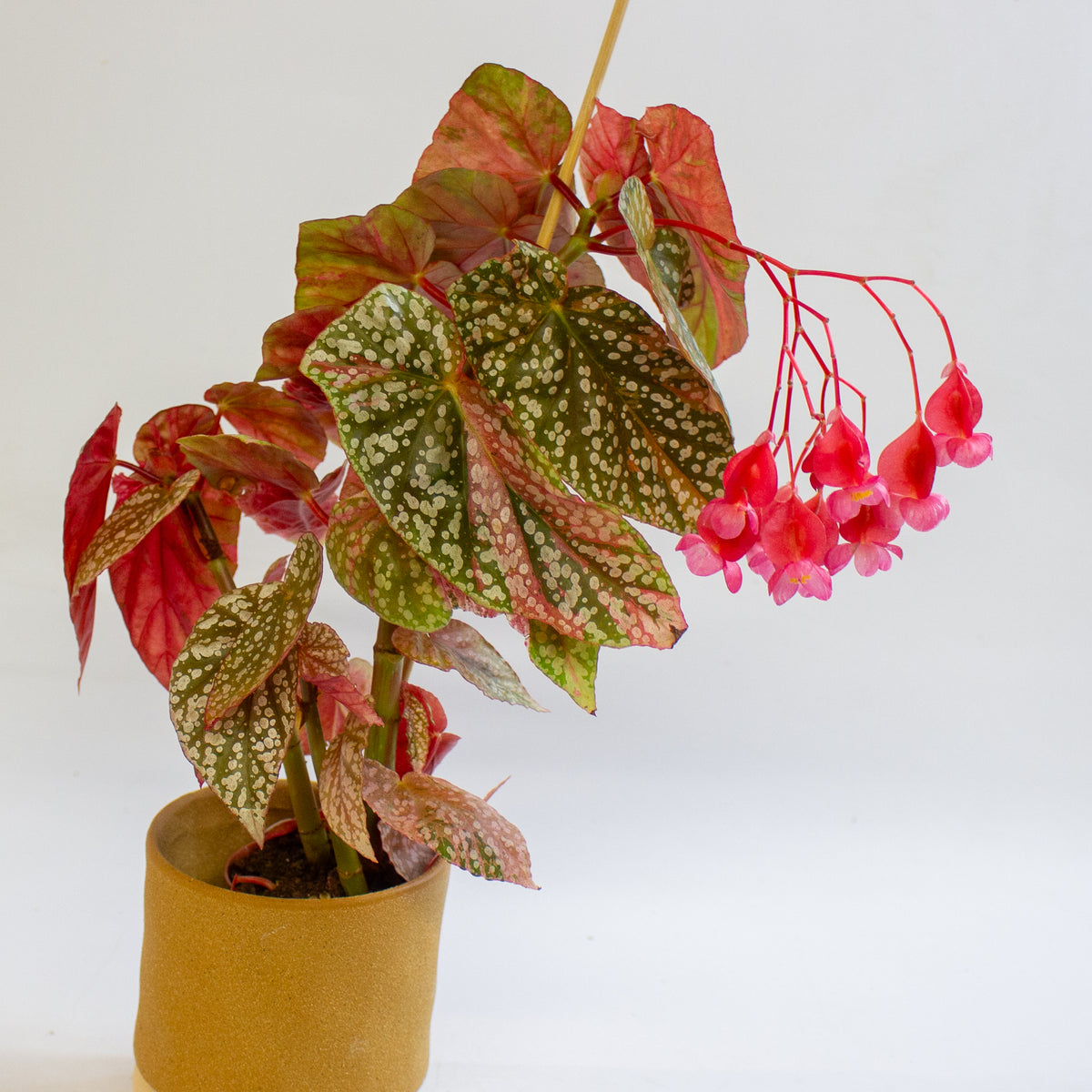 Begonia 'Snowcap Variegata' 7cm H10cm